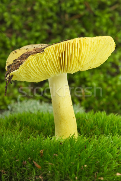 Starry agaric Stock photo © digitalr