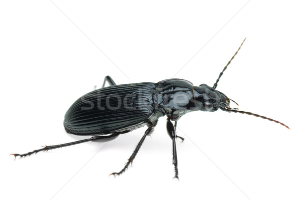 Stock photo: Black carabus beetle