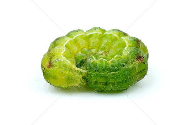 Coiled up green caterpillar Stock photo © digitalr