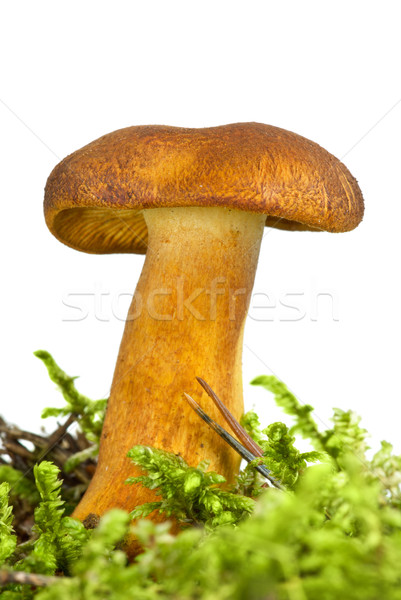 Poisonous agaric (Tricholomopsis rutilans) on the green moss Stock photo © digitalr