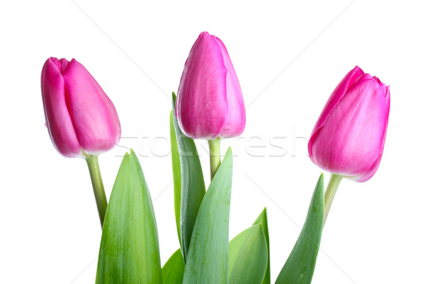 Foto stock: Três · rosa · tulipas · isolado · branco · horizontal