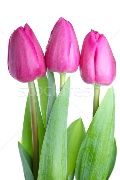 Three pink tulips  Stock photo © digitalr