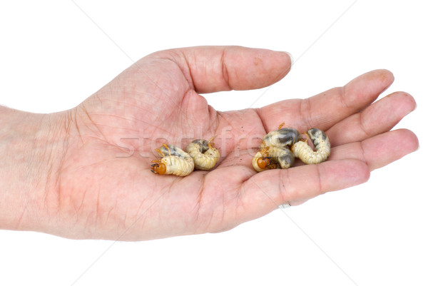 Five worms in a hand Stock photo © digitalr