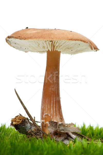 Toadstool growning on the moss Stock photo © digitalr
