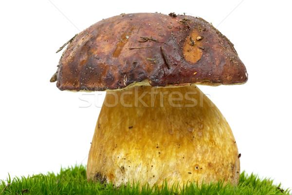 Boletus (Boletus edulis) on the green moss Stock photo © digitalr