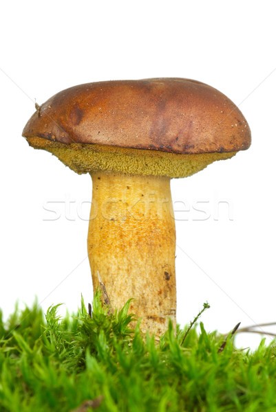 Stock photo: Single boletus badius mushroom  on the green moss 
