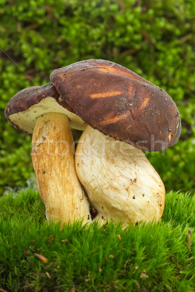 Cèpes champignons vert mousse nature Photo stock © digitalr