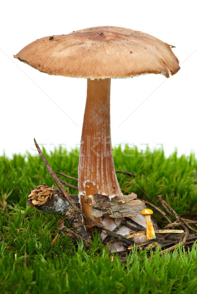 Toadstool (Greasy Toughshank, Collybia butyracea) growned on the moss Stock photo © digitalr