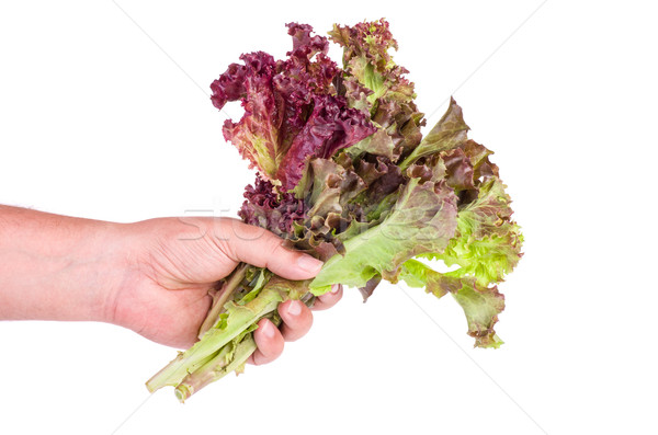 Hand hold bunch of Red leaf Lettuce Stock photo © digitalr