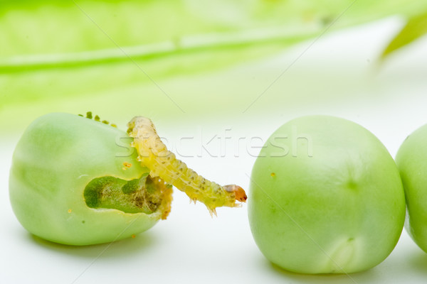 Worm crawling over the peas Stock photo © digitalr