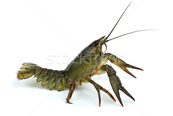 Stock photo: Crawfish in defensive position