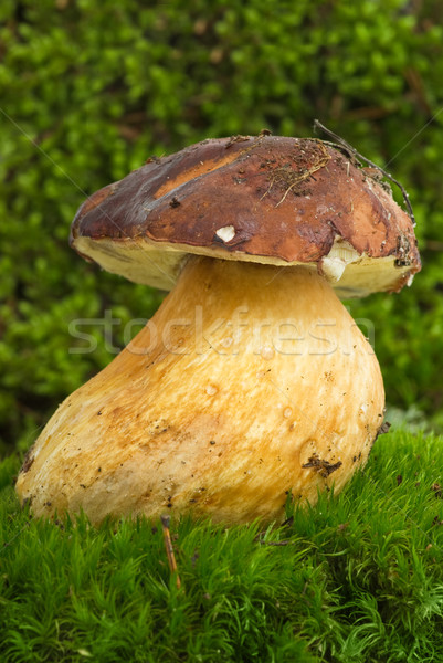 Borowik wiewiórki chleba mech charakter Zdjęcia stock © digitalr