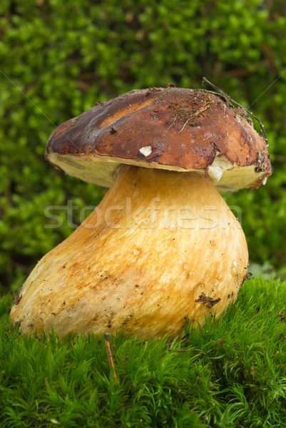 Steinpilzen Eichhörnchen Brot Moos Natur Stock foto © digitalr