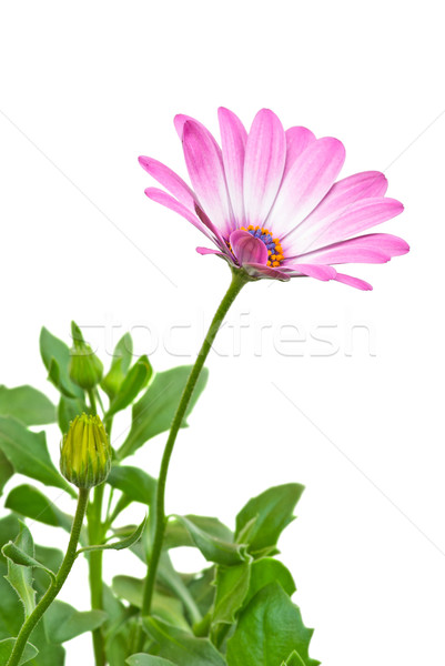 粉紅色 花 孤立 白 背景 綠色 商業照片 © digitalr