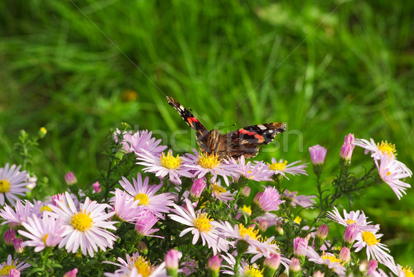 [[stock_photo]]: Papillon · séance · sauvage · chrysanthème · fleurs