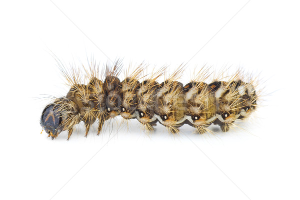 Stock photo: Brown arctia caja larva