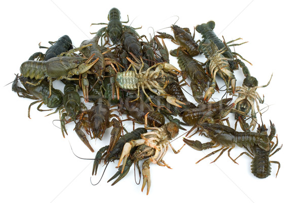 Pile of live crawfishes Stock photo © digitalr