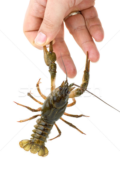 Crawfish seized the finger by claws Stock photo © digitalr