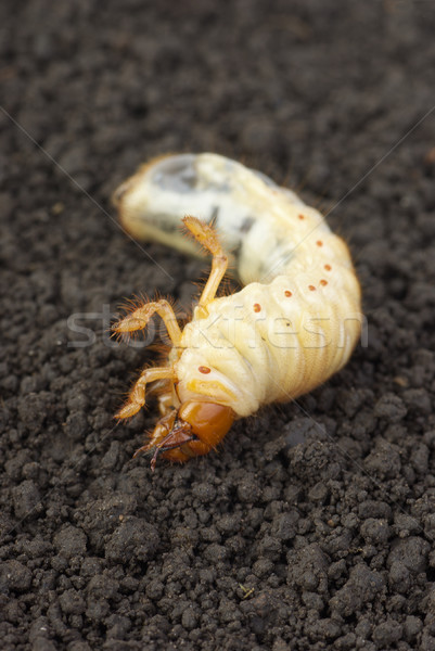 Cockchafer larva on the ground Stock photo © digitalr