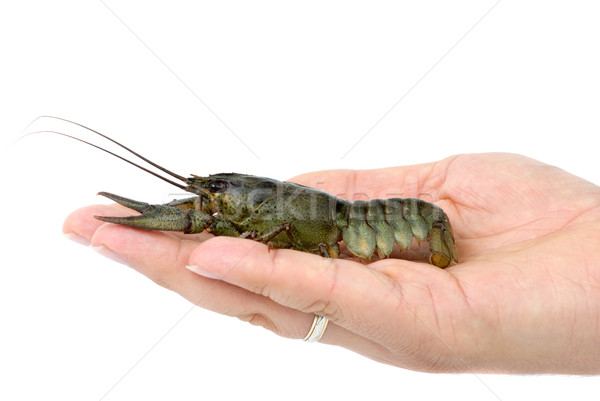 Crawfish lying in the palm Stock photo © digitalr
