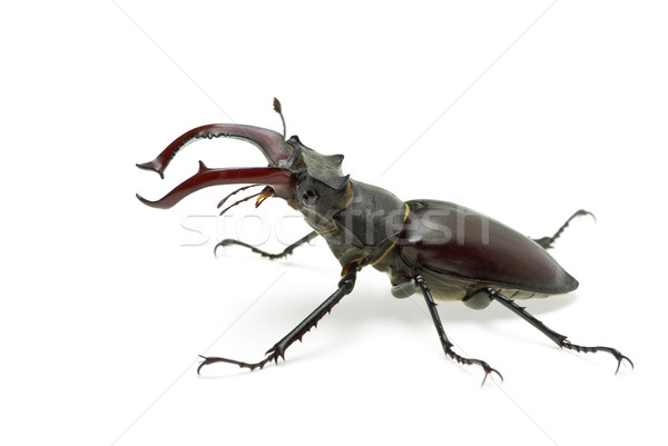 Crawling  male stag beetle (Lucanus cervus)  Stock photo © digitalr