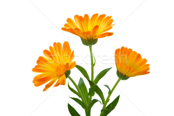 Three calendula flowers Stock photo © digitalr