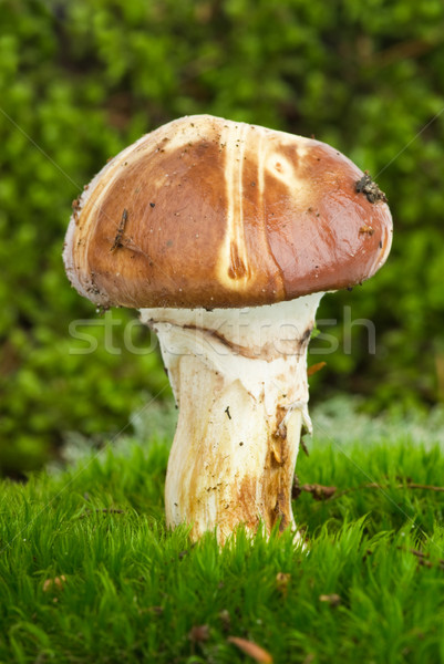 Foto d'archivio: Giallo · boletus · funghi · verde · muschio · natura