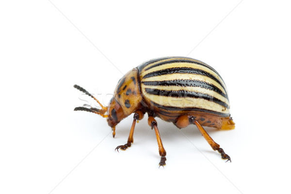 Colorado potato beetle close-up Stock photo © digitalr
