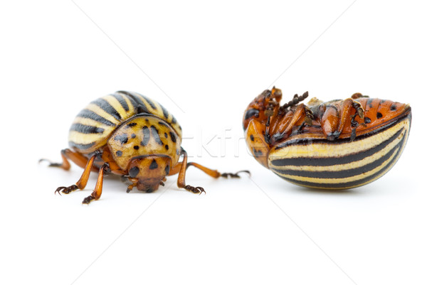 Live and dead colorado potato beetles Stock photo © digitalr
