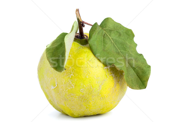 айва фрукты изолированный белый яблоко лист Сток-фото © digitalr
