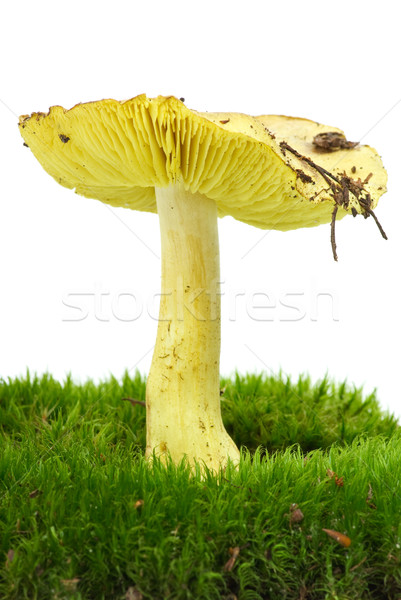 Starry agaric (Tricholoma flavovirens) growning on the moss Stock photo © digitalr