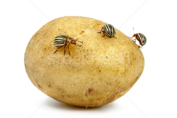Aardappel Colorado geïsoleerd witte oranje zwarte Stockfoto © digitalr