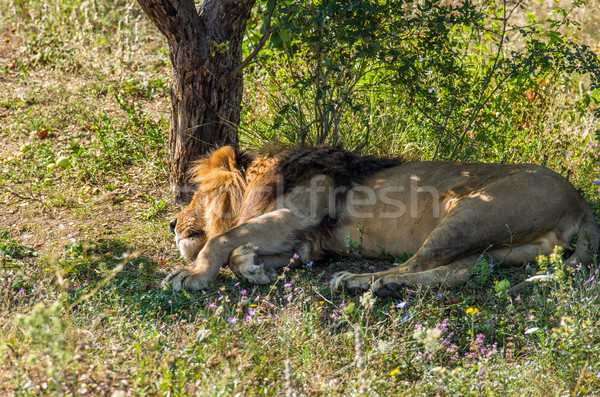 Dormir león masculina diario sueno árbol Foto stock © digitalr