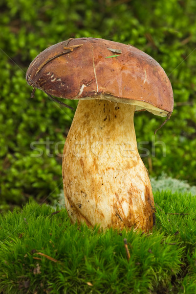 Borowik zielone mech charakter grzyby cap Zdjęcia stock © digitalr