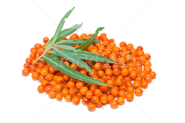 Pile of sea buckthorn berries and some leaves Stock photo © digitalr