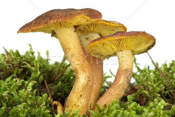 Poisonous agaric (Hypholoma fasciculare) on the green moss Stock photo © digitalr