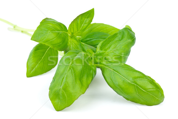 ストックフォト: 緑 · バジル · 孤立した · 白 · 葉 · 野菜