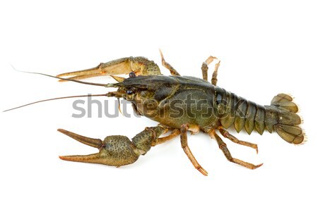 Crayfish isolated on the white background Stock photo © digitalr