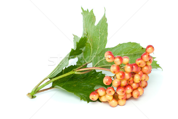 Viburnum branch with berries Stock photo © digitalr