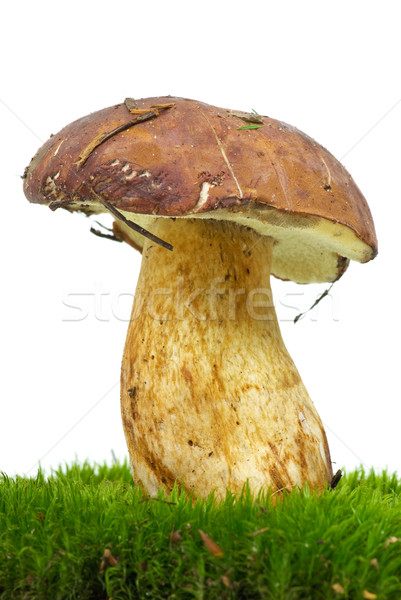 Steinpilzen Moos isoliert weiß Natur Pilz Stock foto © digitalr