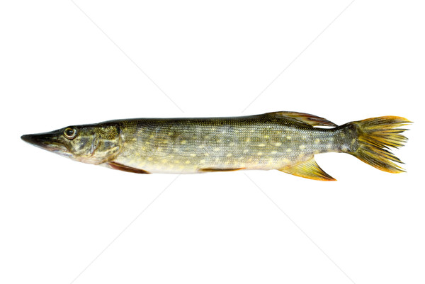 Fresh pike fish Stock photo © digitalr