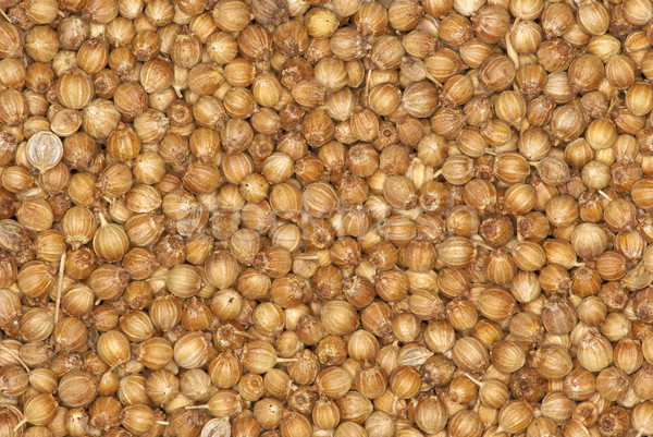 Cilantro semillas especias resumen fondo Foto stock © digitalr