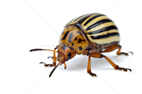 Potato bug (leptinotarsa decemlineata) Stock photo © digitalr