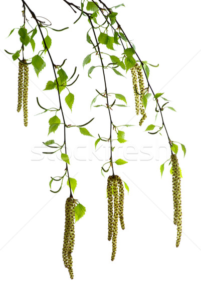 New birch branches with blossom Stock photo © digitalr