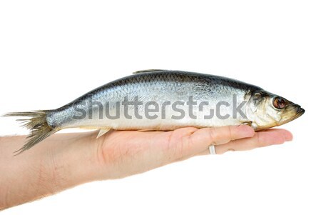 Stock photo: Salted herring lie in hand