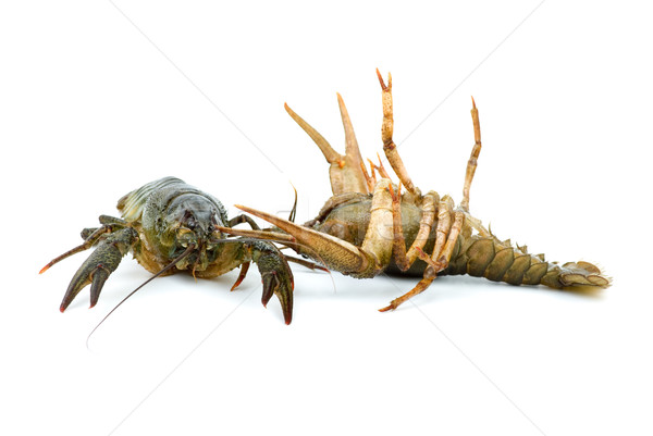 Two live crayfishes isolated on the white background Stock photo © digitalr