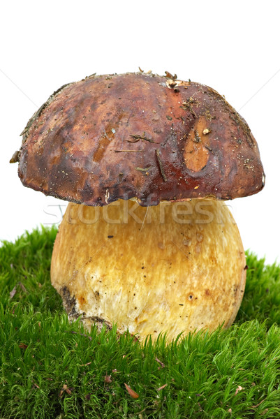 Bir mantar türü sincap ekmek yosun yalıtılmış beyaz Stok fotoğraf © digitalr