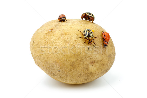 Potato infested with colorado potato beetles and grubs Stock photo © digitalr