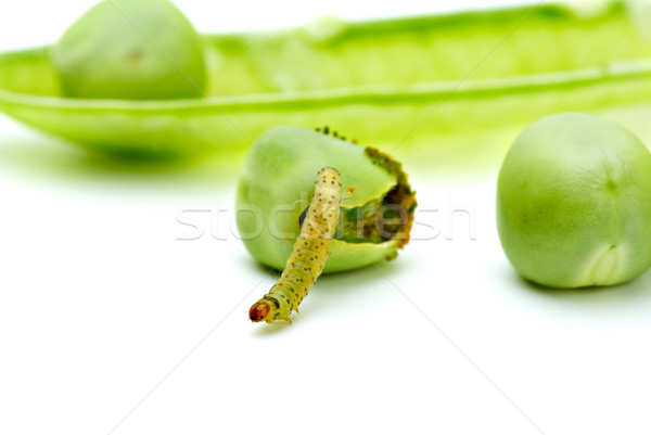 Worm crawling from the eaten pea Stock photo © digitalr