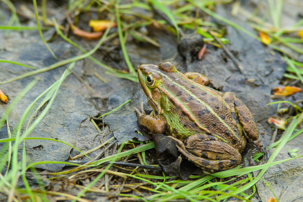 Frog in the swamp Stock photo © digitalr
